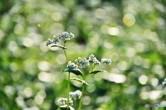 蕎麦の花と朝日