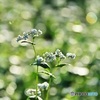 蕎麦の花と朝日