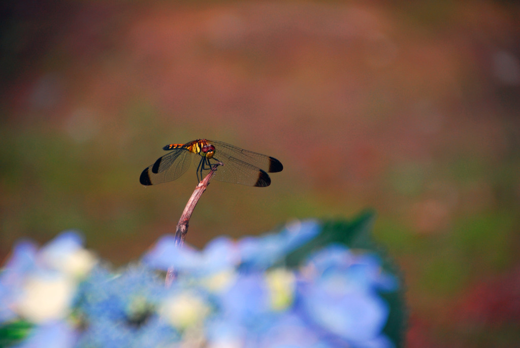 紫陽花にトンボ