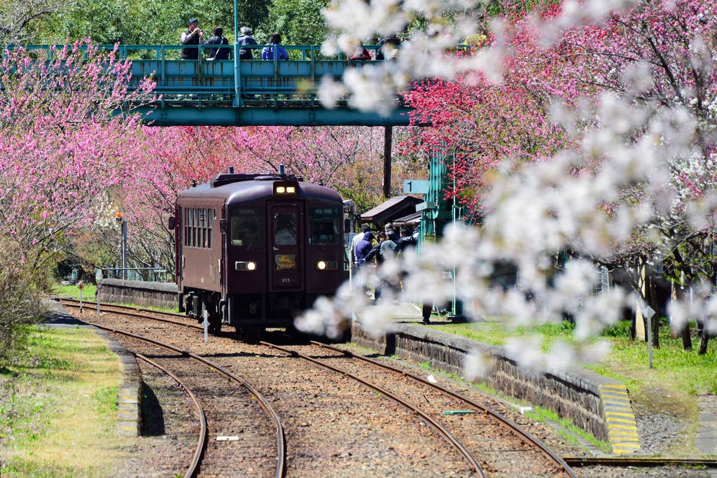 桃花列車