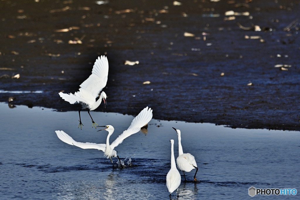 コサギのバトル2