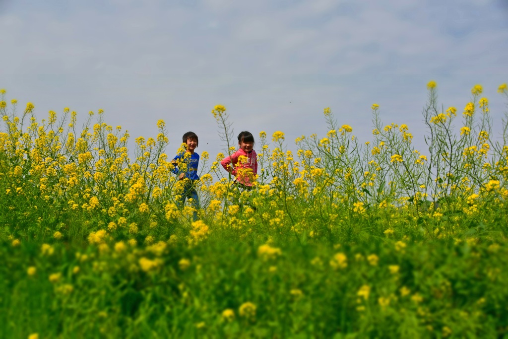 菜の花の中走る