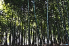 竹林