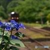 あじさい咲く