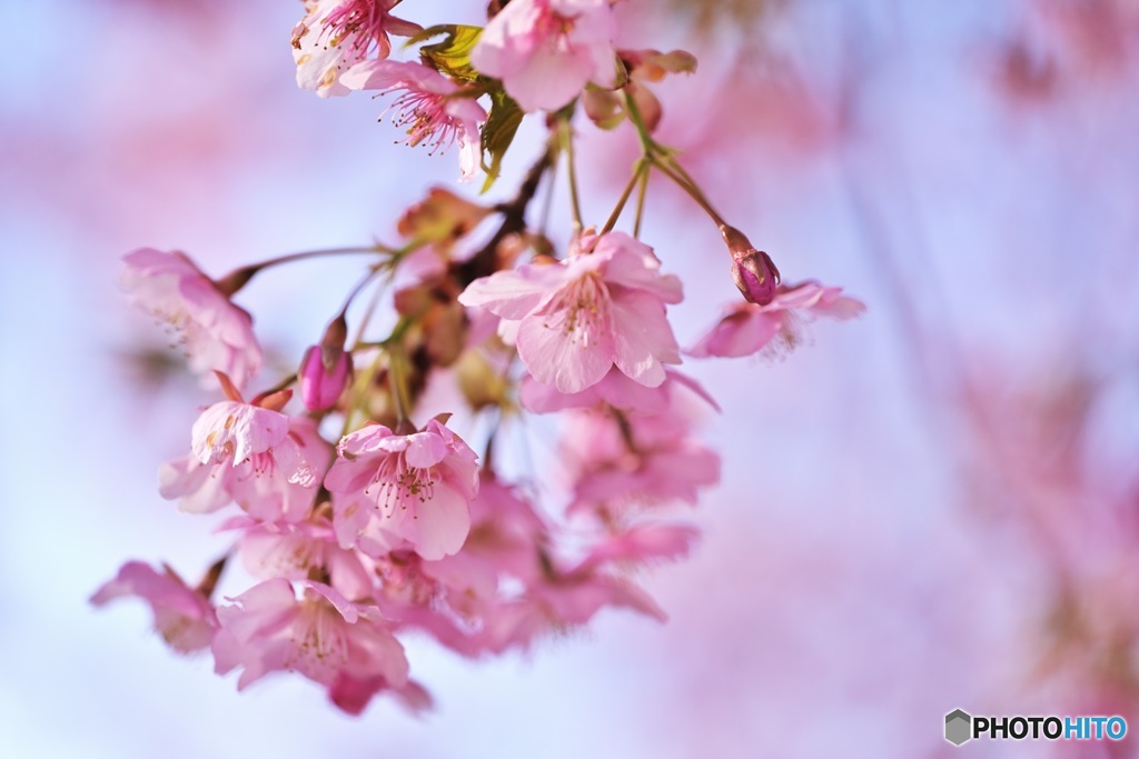 河津桜