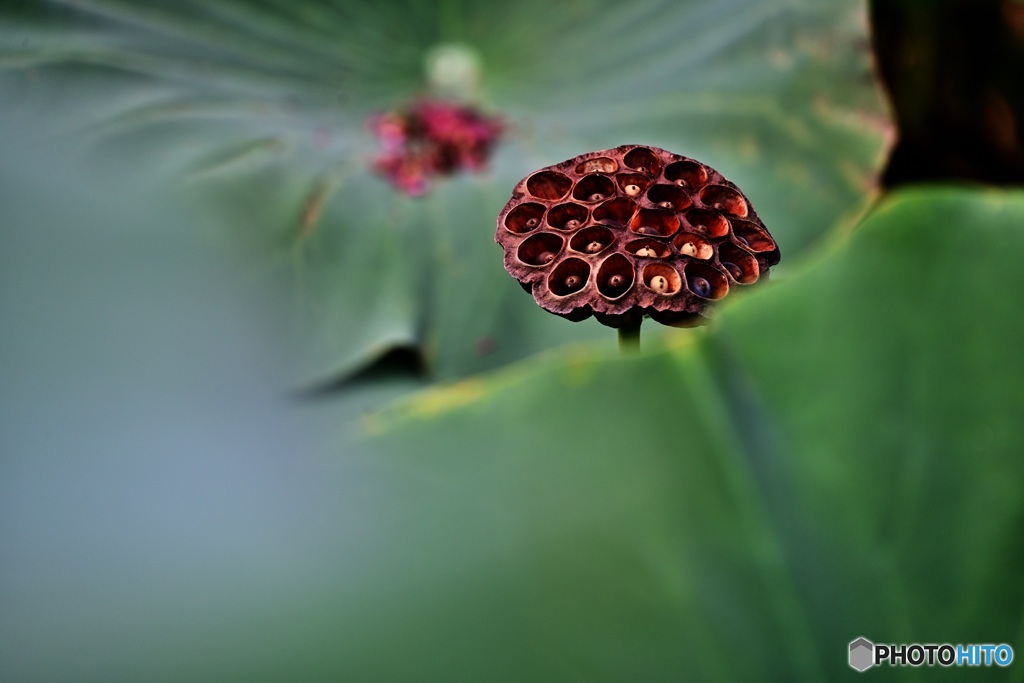 花托