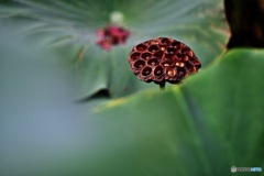 花托