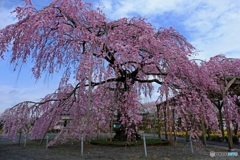 枝垂れ桜１