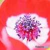 花心②