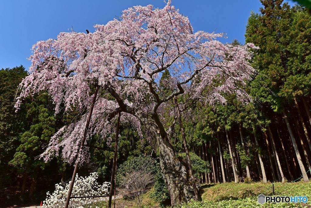 龍興寺　枝垂れ桜