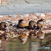 コジュケイの水飲み