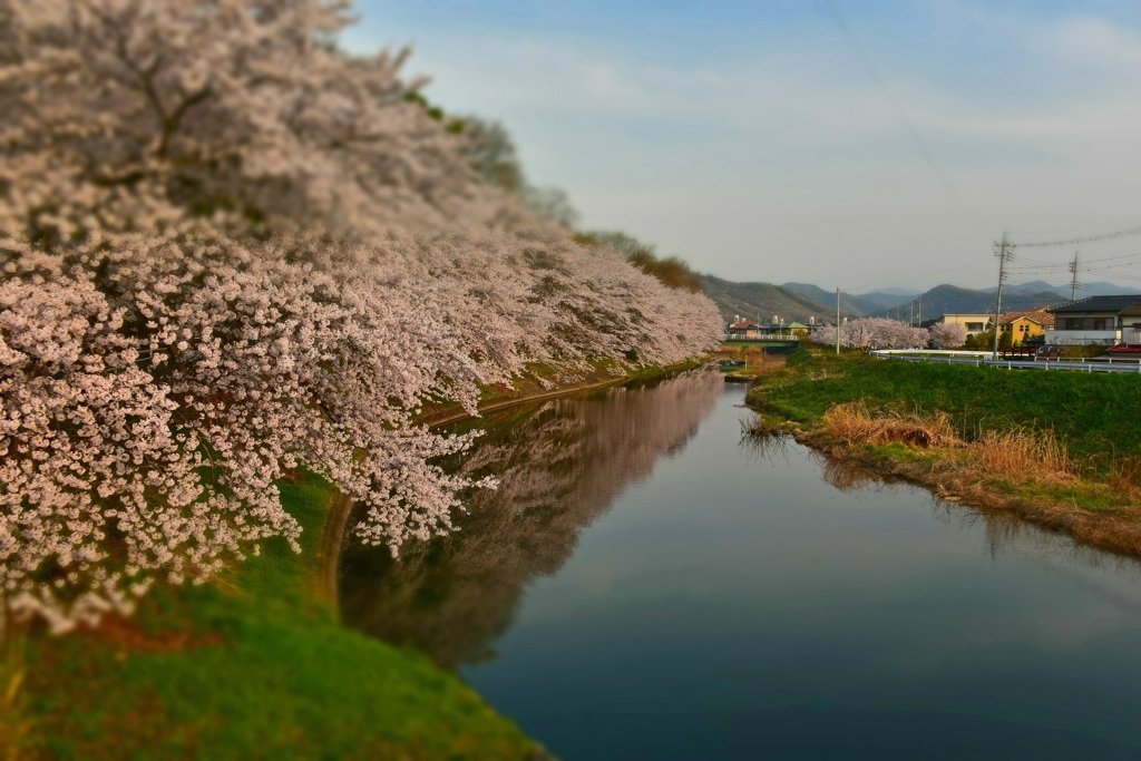 水辺の桜並木