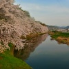 水辺の桜並木