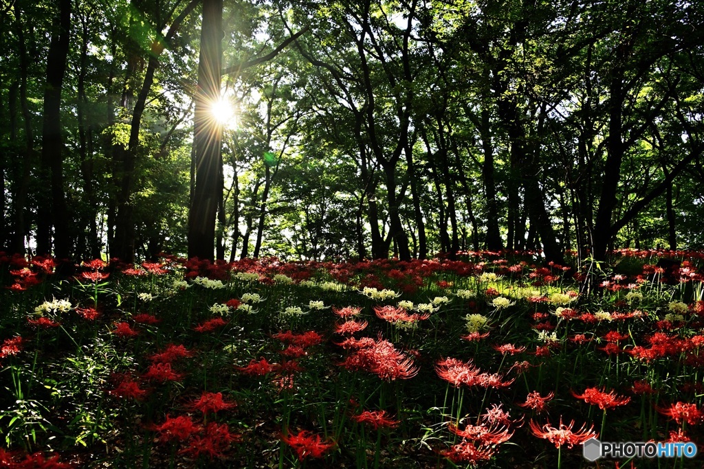 光芒の彼岸花群生