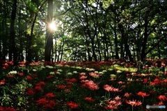 光芒の彼岸花群生