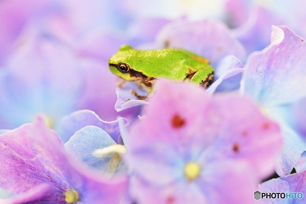 紫陽花にカエル１