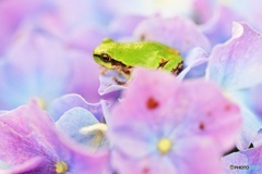 紫陽花にカエル１