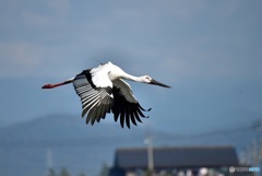 コウノトリ飛翔