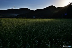蕎麦畑光り射す