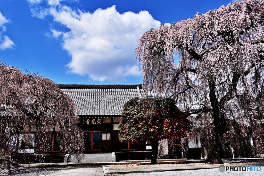 お寺の枝垂れ桜3