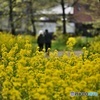 菜の花の散歩道