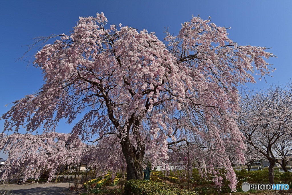 長福寺　枝垂れ桜