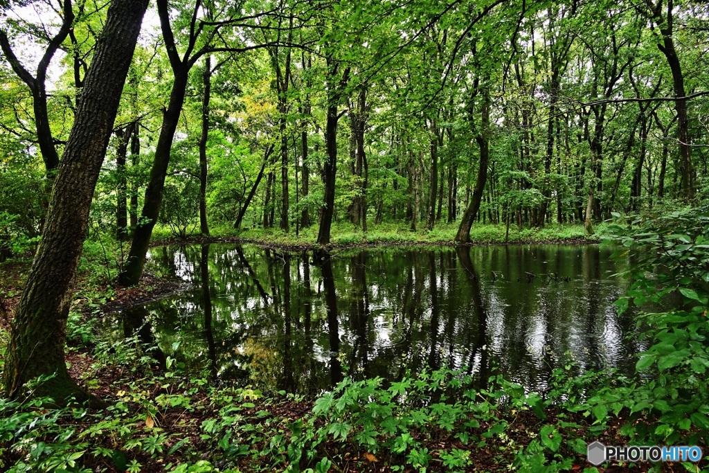 雨の森の池