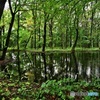雨の森の池