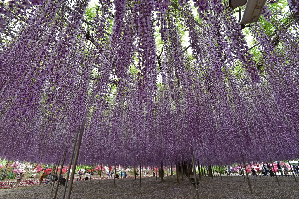 Purple　shower