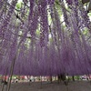Purple　shower