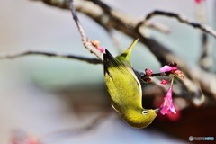 寒緋桜にメジロ2