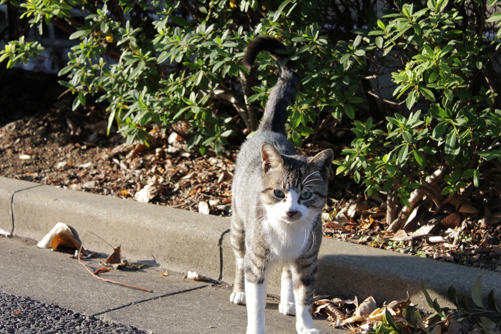 路地の猫