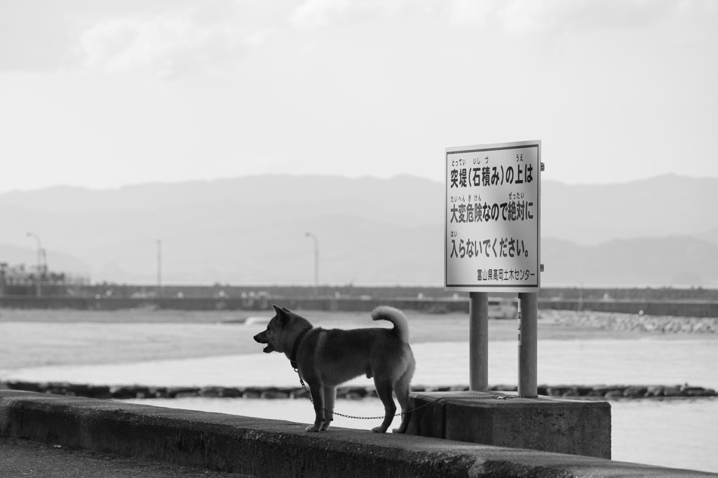 海と犬