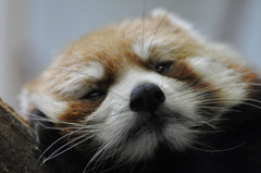 うつらうつら
