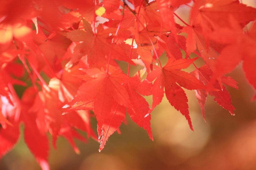 紅葉