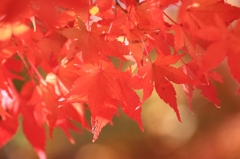 紅葉