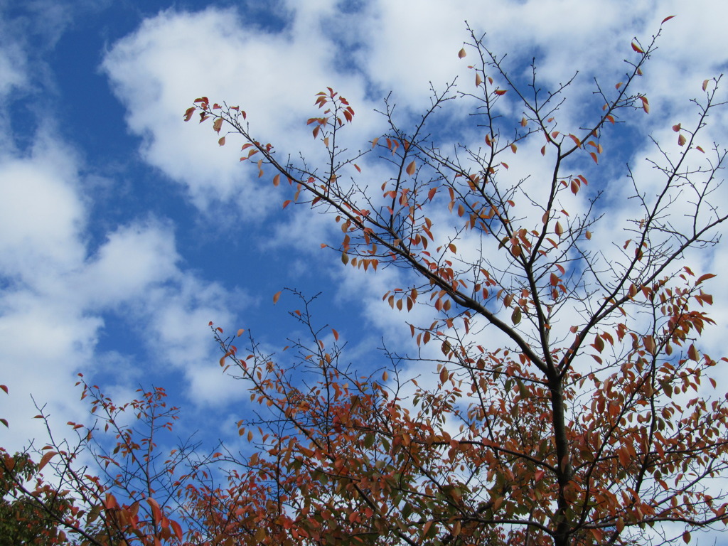 冬の始まりの澄んだ空