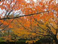 桜の紅葉