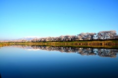 日本の桜①