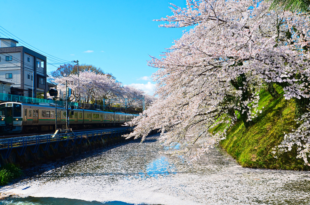 霞城公園④