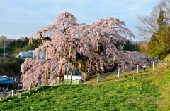 三春滝桜④