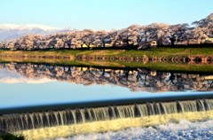 日本の桜②