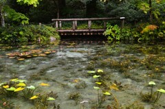 岐阜モネの池③