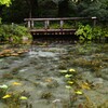 岐阜モネの池③