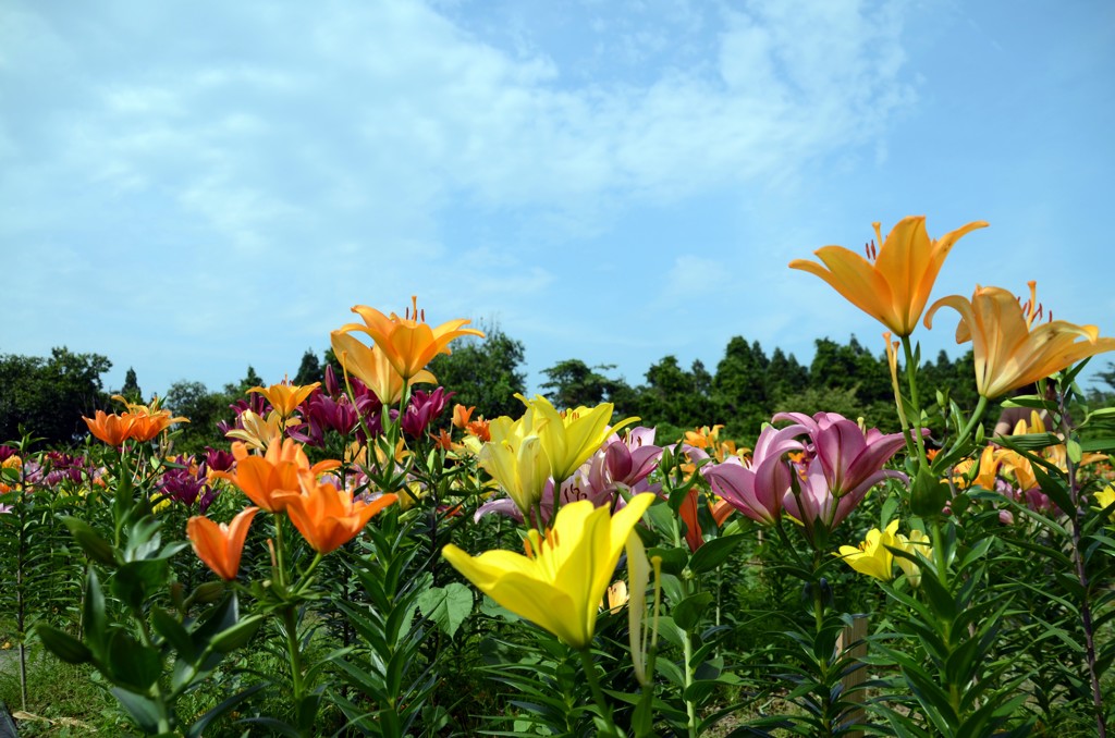 ユリと空②