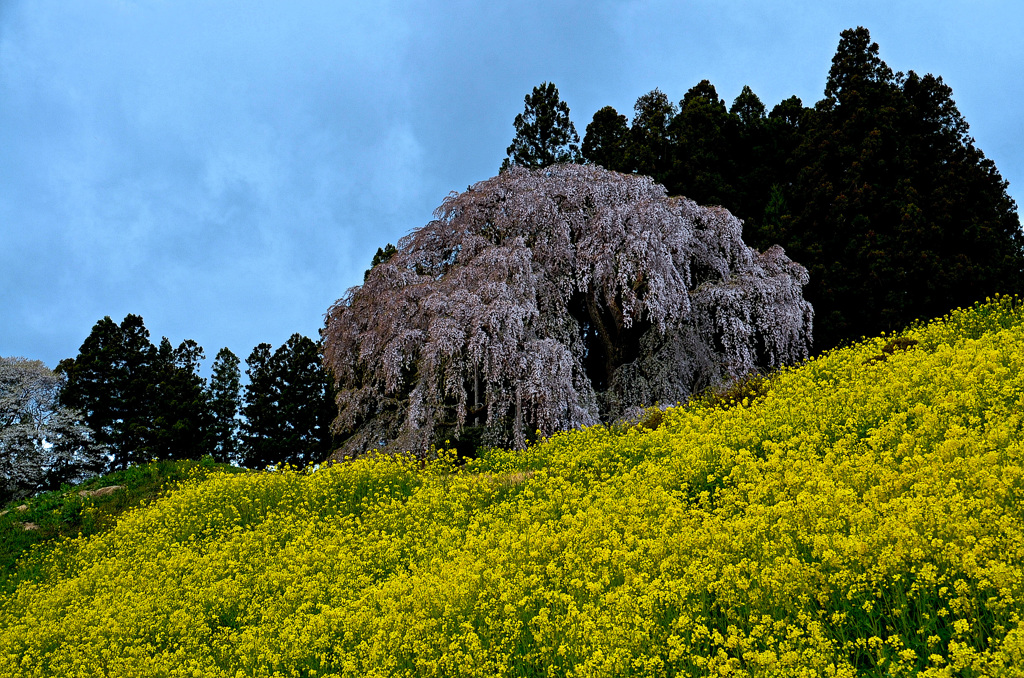 合戦場の枝垂桜②