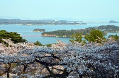 松島と桜①