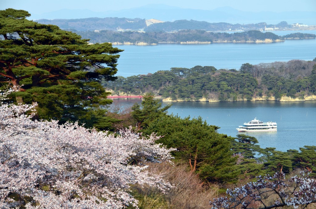 松島と桜②