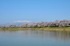 一目千本桜2015⑧