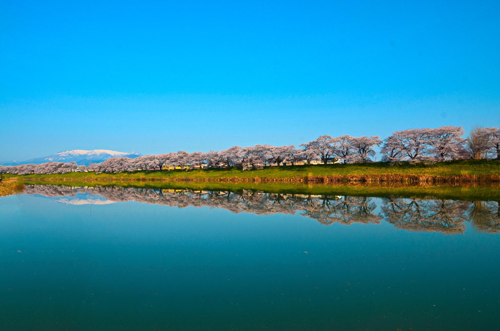 一目千本桜2015③